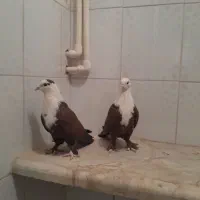 کربلایی|پرنده|بجنورد, |دیوار