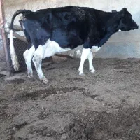 گاو وگوساله|حیوانات مزرعه|کوهدشت, |دیوار