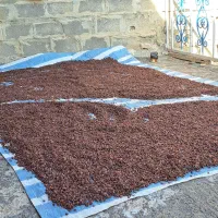 کشمش مالخلیفه