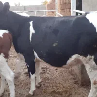 گاو هلشتاین اصیل|حیوانات مزرعه|چگنی, |دیوار