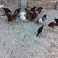 مرغ وخروس|حیوانات مزرعه|گالیکش, |دیوار