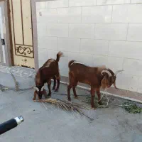 کهره نر دو عدد