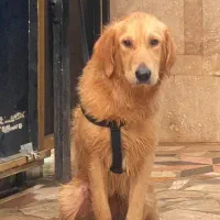گلدن رتریور|سگ|چالوس, |دیوار