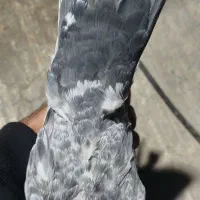 کبوتر گوره آی|پرنده|برازجان, |دیوار