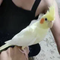 عروس هلندی لوتینو دستی اروم زعفرانی کشیده