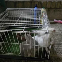 یک جفت خرگوش مینیاتوری با لوازم|موش و خرگوش|تهران, آرارات|دیوار