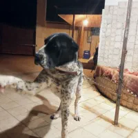 واگذاری سگ آلابای