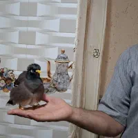 مینا سخنگو
