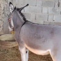 خر.|حیوانات مزرعه|نورآباد ممسنی, |دیوار