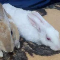 فروش  خرگوش چشم قرمز سفید و قهوه‌ای ،نر و ماده