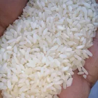 برنج چمپای میداود