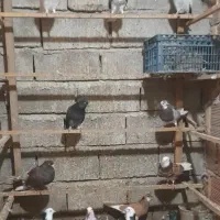 تهرانی پرشتی