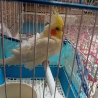 عروس هلندی