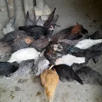 نیمچه مرغ وخروس