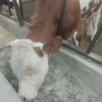 گوساله نر سیمینتال