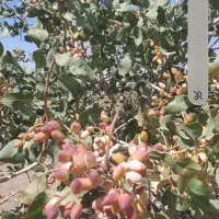 زمین-پسته-با-6-ساعت-آب