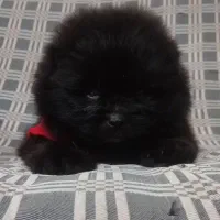 سگ پامرانین خرسی بلک خاص