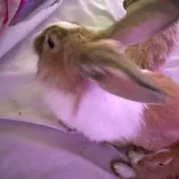 خرگوش زیباودوست داشتنی اسراییلی|موش و خرگوش|شیراز, جوادیه|دیوار