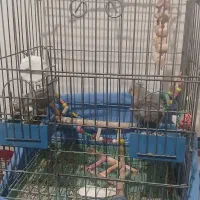 عروس هلندی یک جفت|پرنده|همدان, |دیوار