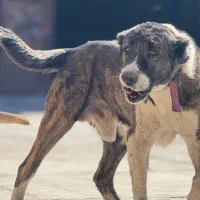 واگذاری سگ گله