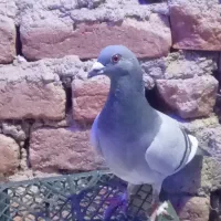 کبوتر پلاکی