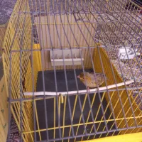 دو عدد قناری نر|پرنده|صفادشت, |دیوار