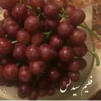 نهال انگور بی دانه|گل و گیاه طبیعی|شهریار, شهرک بهاران (ویره)|دیوار