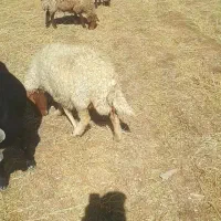 میش با بره ۵ملیون|حیوانات|سیوان, |دیوار