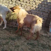 بزغاله دورگ نر چاق براکشتن وتخمی عالیه|حیوانات مزرعه|خواف, |دیوار