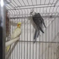 عروس هلندی|پرنده|قم, شهرک توانیر|دیوار