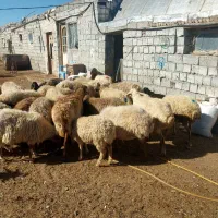 گوسفند جوان|حیوانات مزرعه|اردبیل, |دیوار