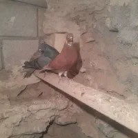 دوتا ماده|پرنده|شوط, |دیوار