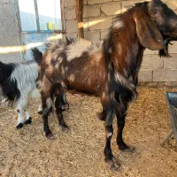 پازن|حیوانات مزرعه|چغادک, |دیوار