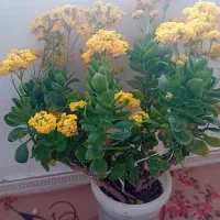 دژاه فرش ابریشم