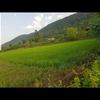 زمین کشاورزی