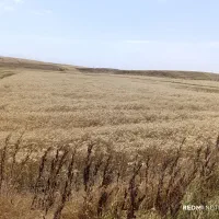 زمین-کشاورزی-در-روستای-دگرماندرق-نمین