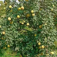 زمین سر درختی|فروش زمین و ملک کلنگی|بناب, |دیوار