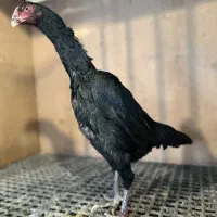 تخم مرغ اوشامو|حیوانات مزرعه|گرگان, |دیوار