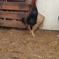 مرغ وخروس لاری|حیوانات مزرعه|یزد, |دیوار