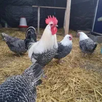 فروش تخم نطفه دار و جوجه (براکل )نژاد بلژیکی