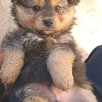 توله سگ پامر