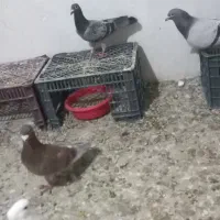 کبوتر|پرنده|نقده, |دیوار