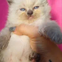 بریتیش های کوچولو|گربه|گرگان, |دیوار