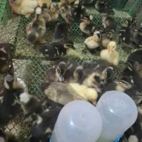 کاکلی اردک ناز 7روزه