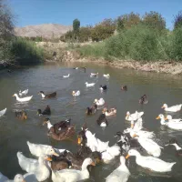 اردک بالغ