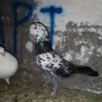 فروشی کبوتر|پرنده|رانکوه, |دیوار