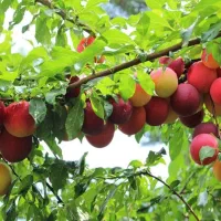 فروش نهالهای مثمر و غیر مثمر در شهر نهال|خدمات باغبانی و درختکاری|سنندج, |دیوار