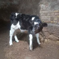گوساله نر شیر خوار|حیوانات مزرعه|مهربان, |دیوار