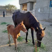 اسب وکره