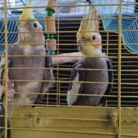 پرنده عروس هلندی